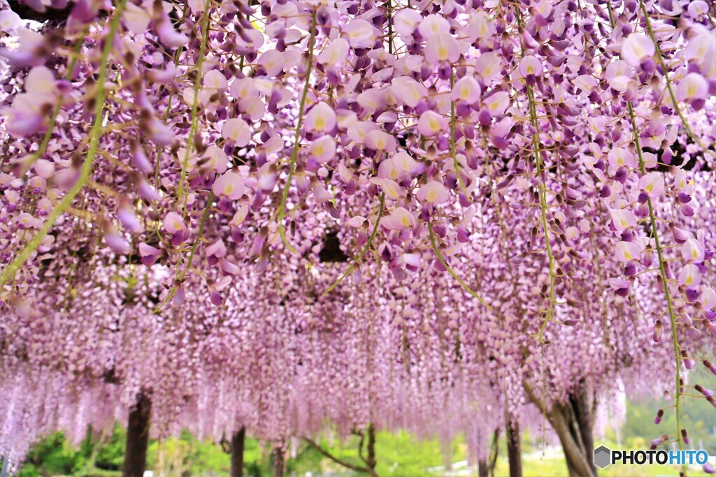 藤の花