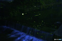 ホタル舞う