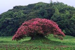 百日紅
