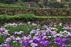 棚田の花菖蒲