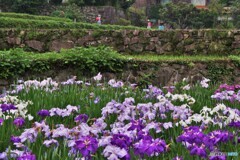 棚田の花菖蒲