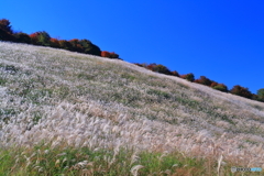 ススキの原野