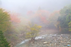 霧の渓流