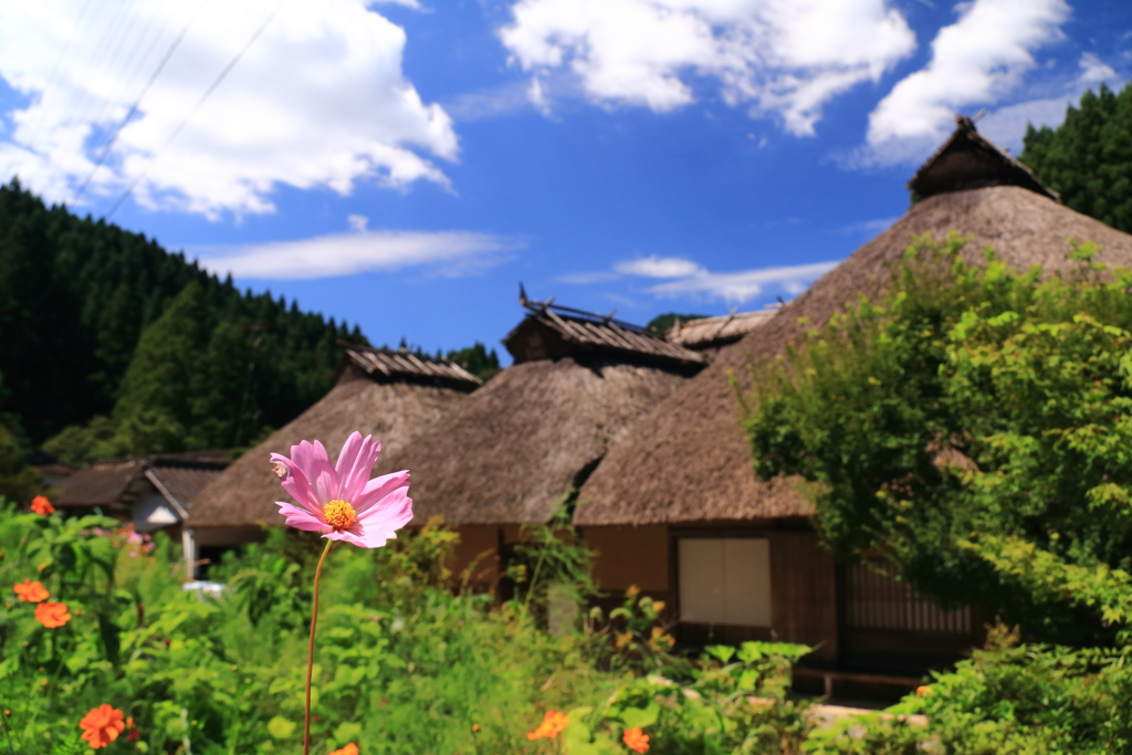 里山の秋