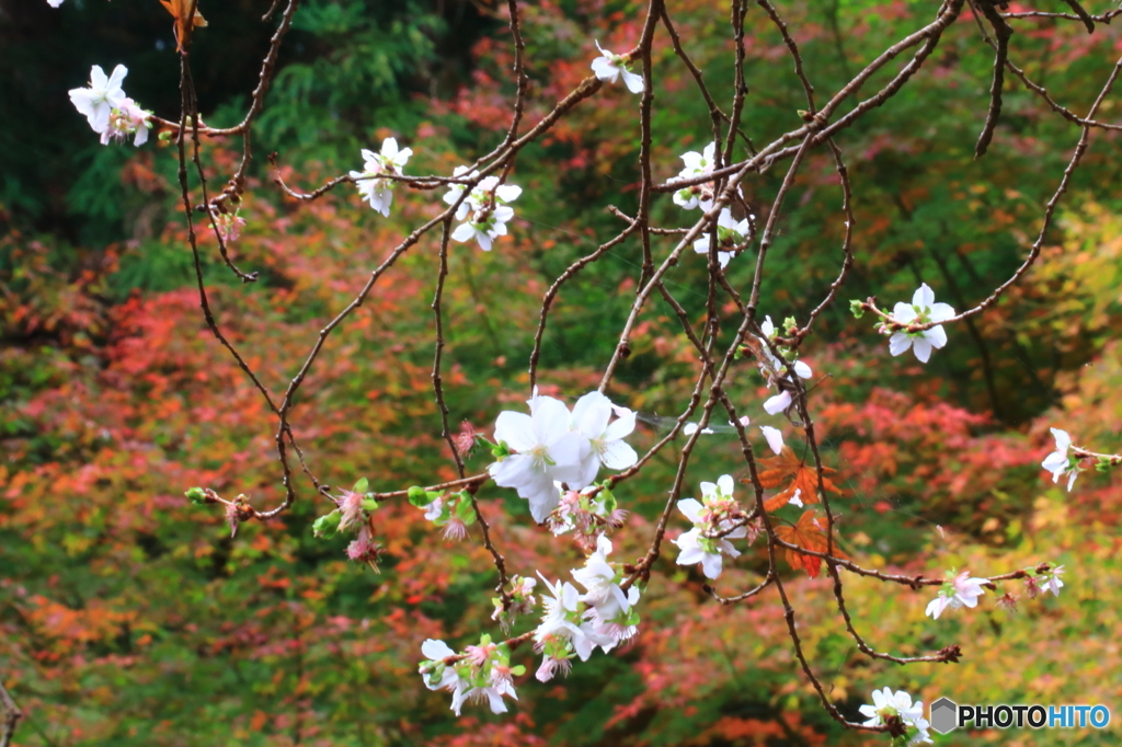 四季桜