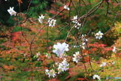 四季桜