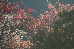 花盛り