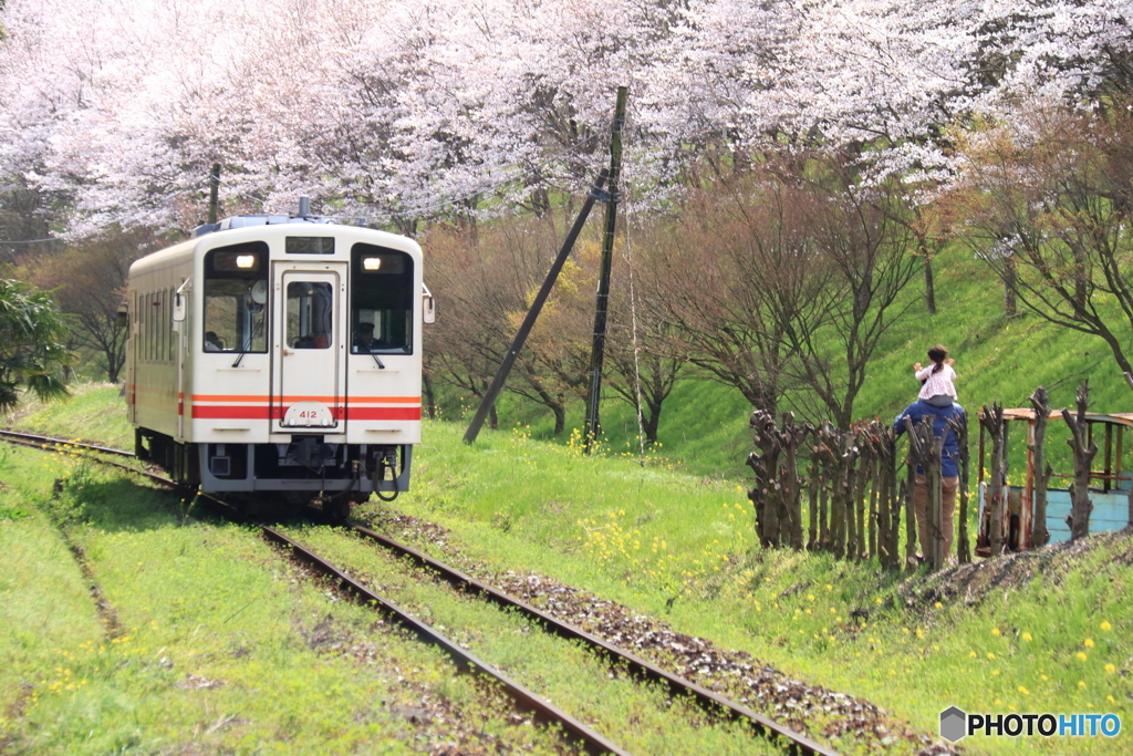 ローカル線の桜