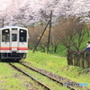 ローカル線の桜