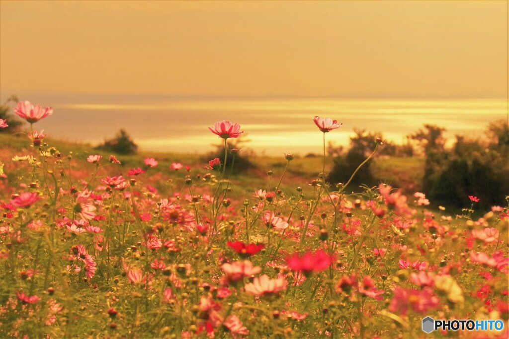 夕日のコスモス