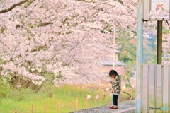 桜咲く駅