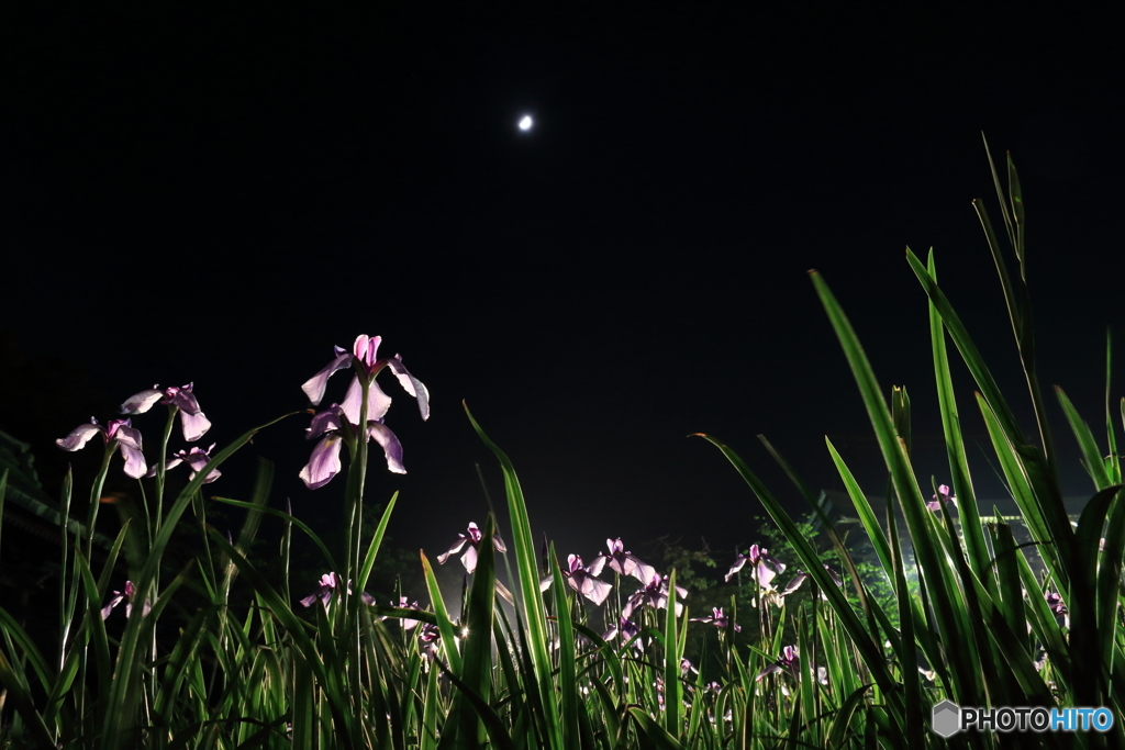 夜の花菖蒲