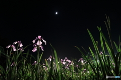夜の花菖蒲
