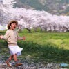 桜舞う