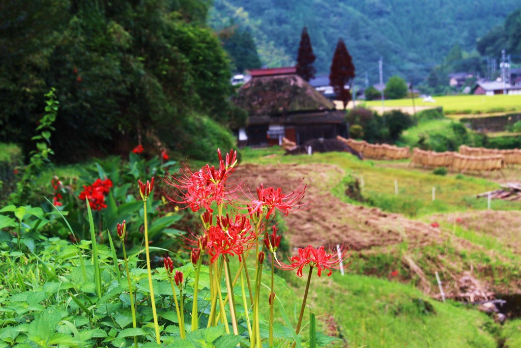 秋の里山