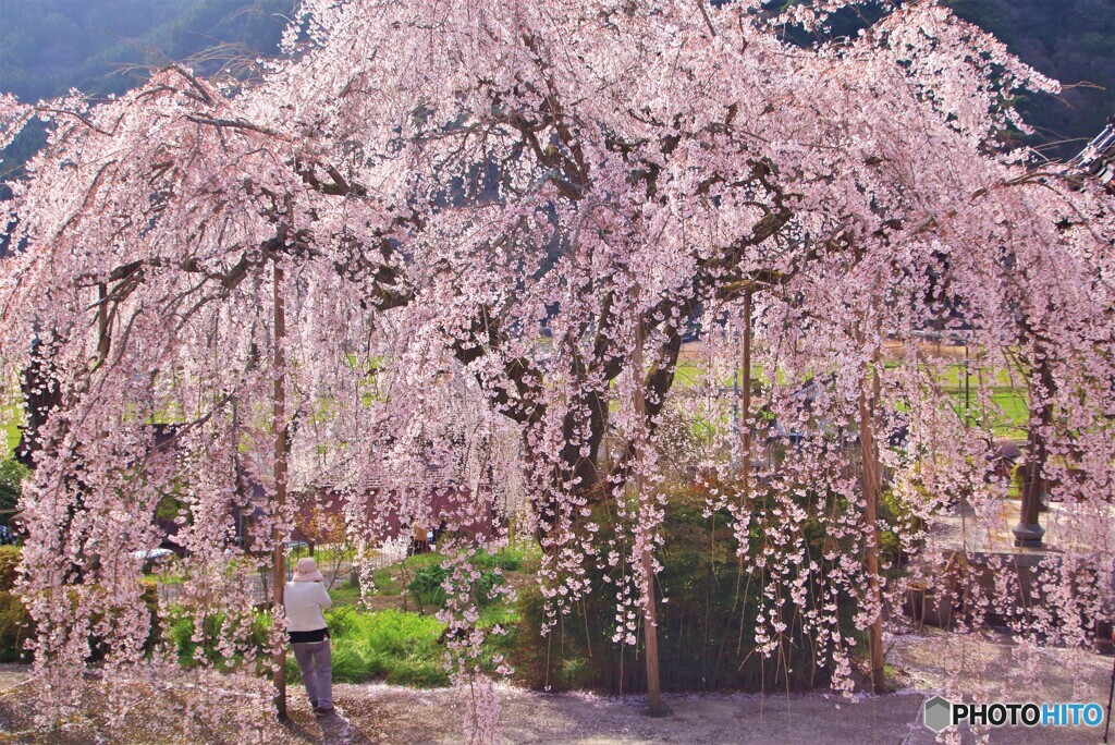 真浄寺のしだれ桜