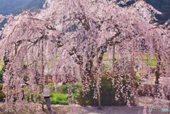 真浄寺のしだれ桜