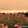 夕日のコスモス