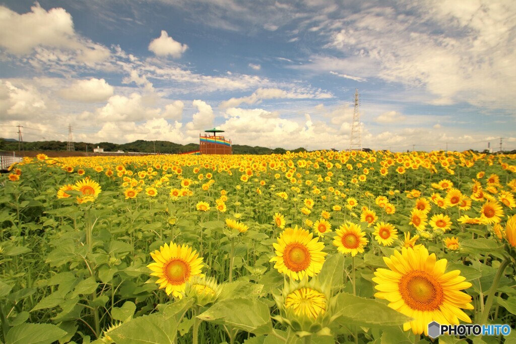 夏空のヒマワリ