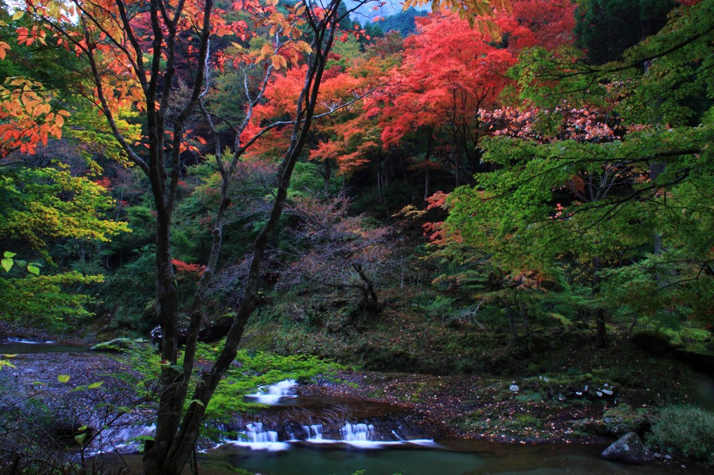 渓流の彩