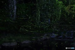 清流の蛍