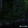 清流の蛍