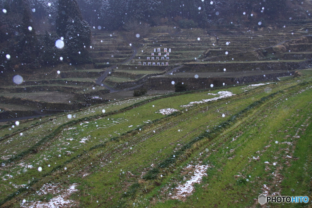 細雪の棚田