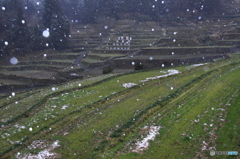細雪の棚田