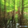 ラクウショウの木