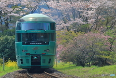 桜とゆふいんの森号