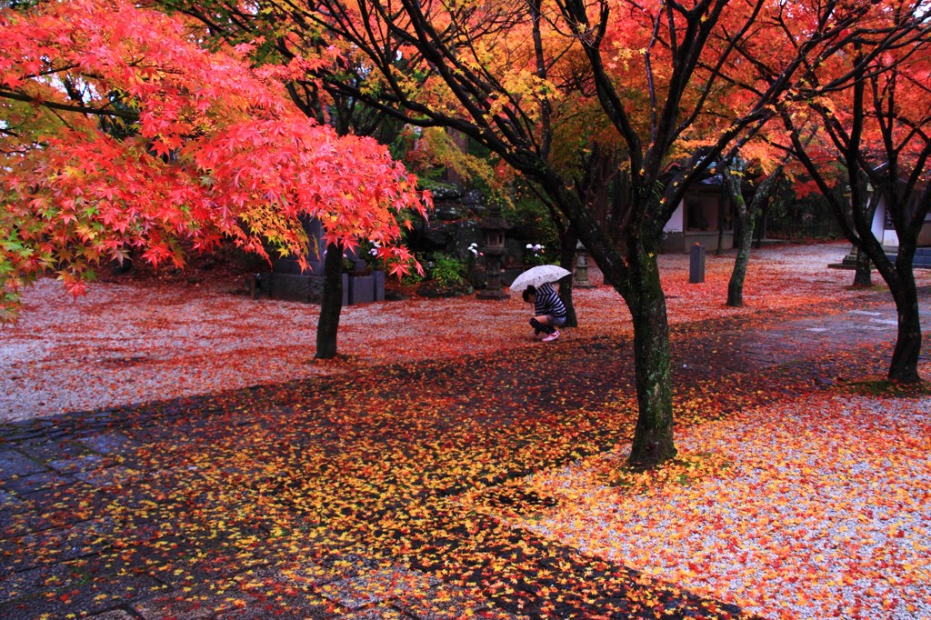 紅葉雨日