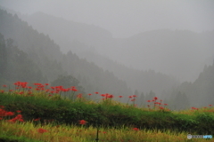 彼岸花
