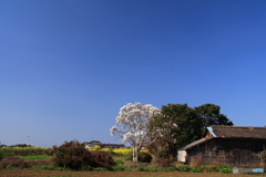 木蓮の咲く風景