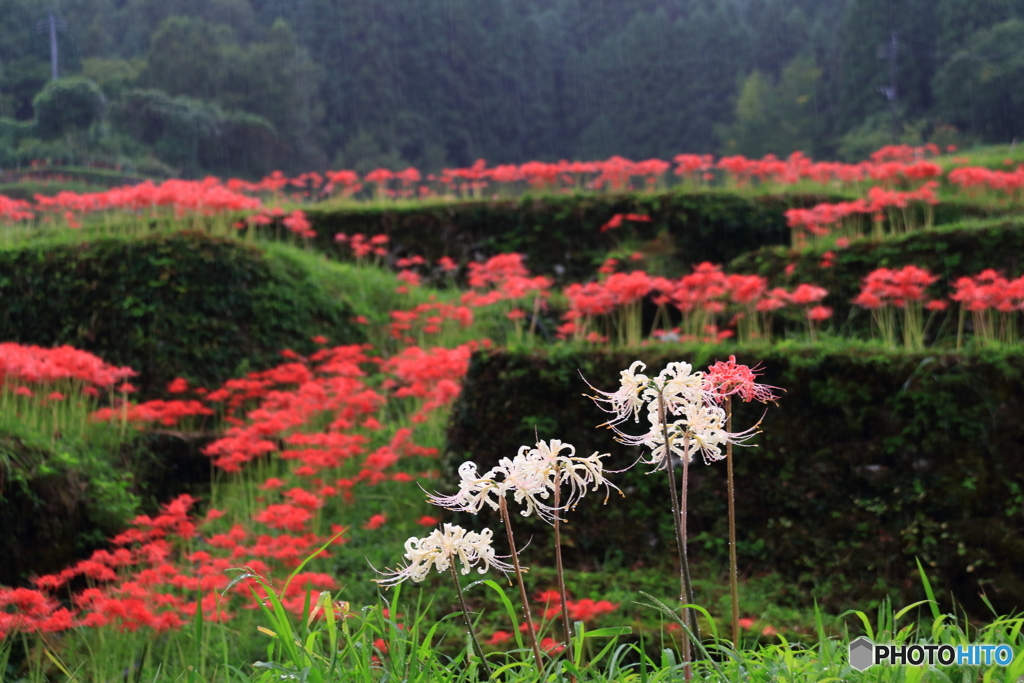 彼岸花
