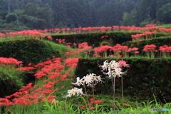 彼岸花