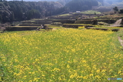 蕨野の棚田