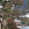 冬の里山