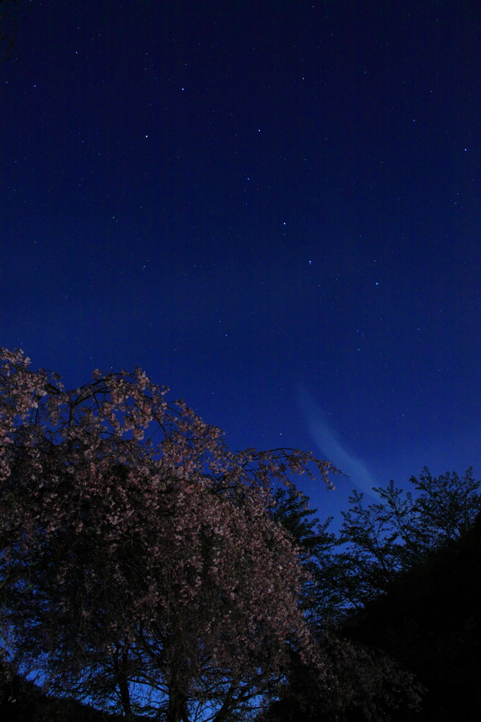 桜と北斗七星