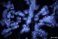 秘めやかに艶やかに