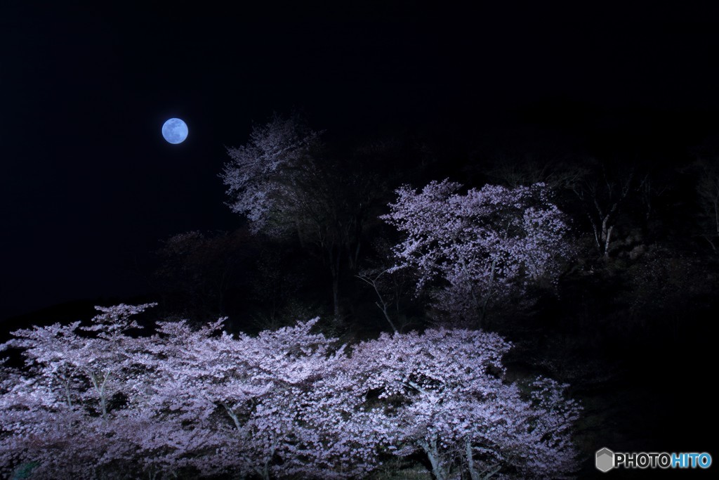 月夜桜