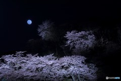 月夜桜