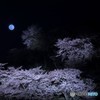 月夜桜