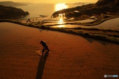 陽落ちる棚田