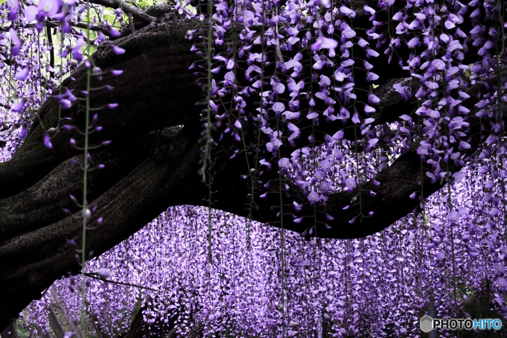 フジの花。１