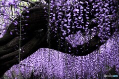 フジの花。１
