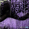 フジの花。１