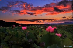 朝焼と蓮の花