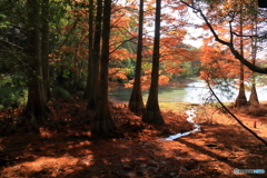 ラクウショウの紅葉