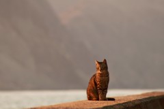 島の猫