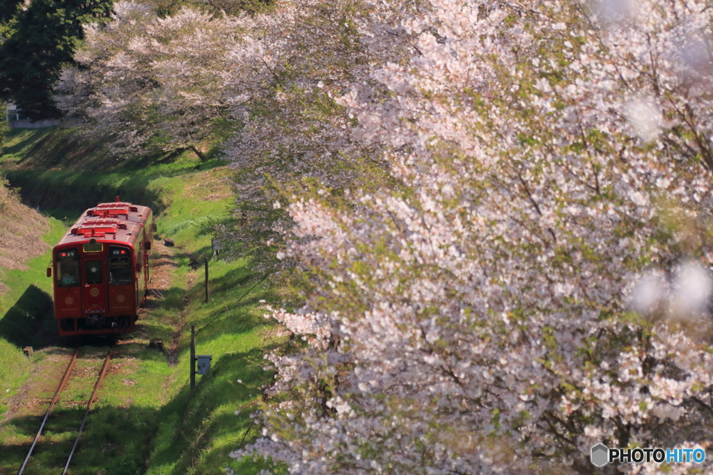 ことこと列車と桜
